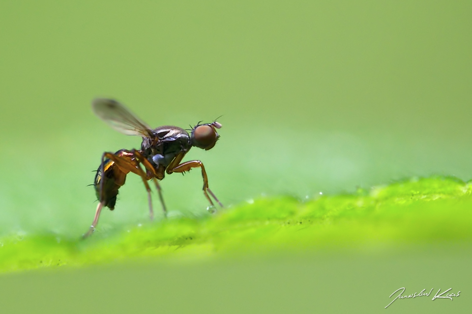 Kmitalka tečkovaná - samec (Sepsis punctum - male), Hradišťany