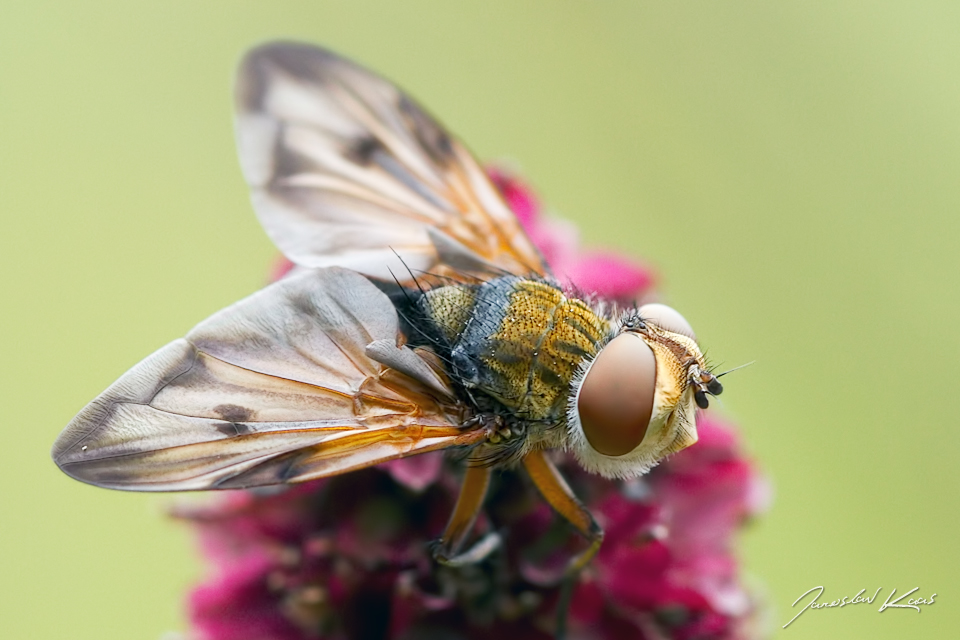 Kuklice plochá, samec / Ectophasia crassipennis, male, CHKO Blanský les, PP Provázková louka