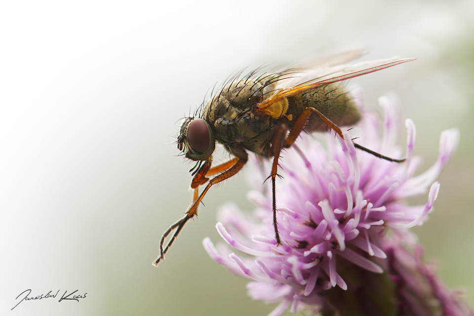 Helina impuncta, female, Chlumská hora