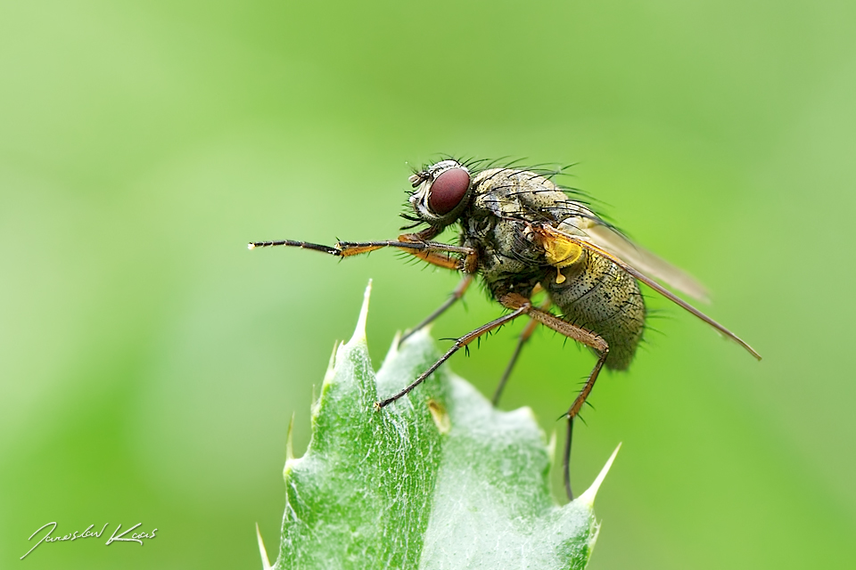 Helina impuncta, female, Chlumská hora