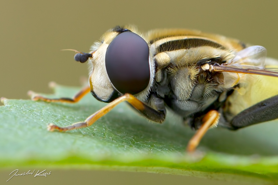 Pestřenka červenonosá - samec (Helophilus trivittatus - male), Chlumská hora