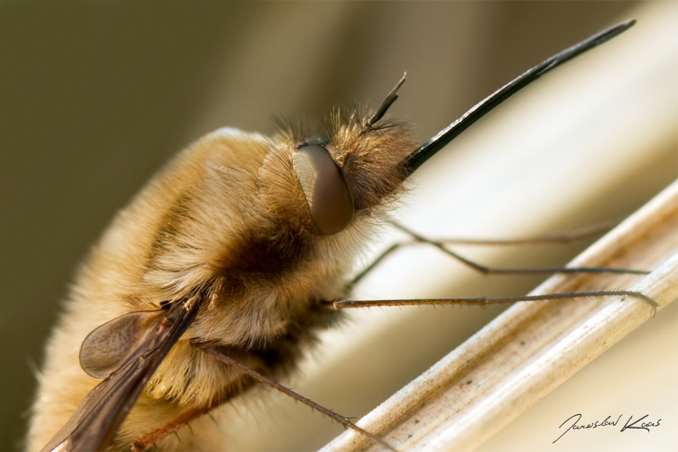 Dlouhososka velká, samec / Bombylius major, male / Greater Bee Fly, Plzeň - Radčice