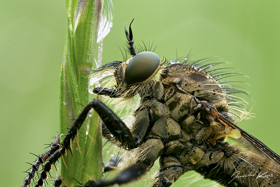 Didysmachus picipes, female, Plzeň, Radčický les