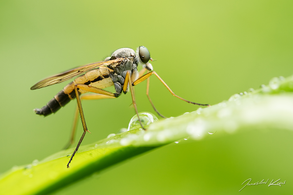 Číhalka srpicová, samec / Rhagio vitripennis, male, Krušné hory, Přírodní park Bezručovo údolí