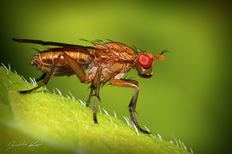 Vláhomilka - samice (Tetanocera sp. - female), Hradišťany