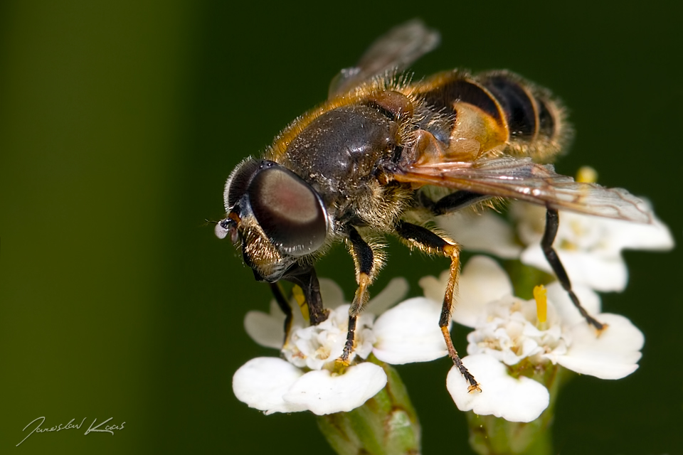 Pestřenka - samec (Eristalis pertinax - male), Hradišťany