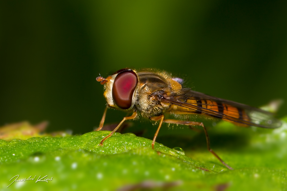 Pestřenka pruhovaná - samec (Episyrphus balteatus - male), Krkonošský národní park