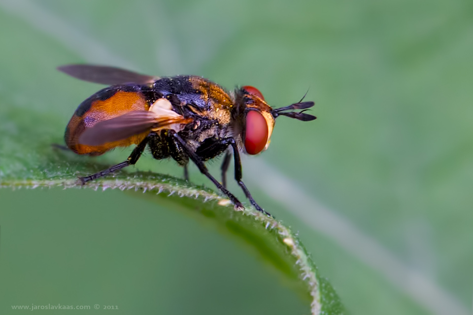 Hbitěnka - samec (Gymnosoma sp. - male), Staňkov - Krchleby