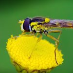 Pestřenka psaná - samec (Sphaerophoria scripta - male), Radčický les