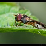 Pestřenka - samice (Melanostoma scalare - female), Hradišťany