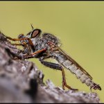 Roupec - samec (cf. Tolmerus atricapillus - male), Chlumská hora