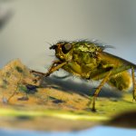 Výkalnice hnojní (Scathophaga stercoraria), Staňkov