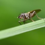 Mušenka - samice (Lonchoptera bifurcata - female), Hradišťany