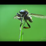 Muchnice jarní - samec (Bibio lanigerus - male), Plzeň, Radčický les