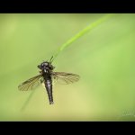 Muchnice jarní - samec (Bibio lanigerus - male), Plzeň, Radčický les