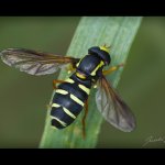 Pestřenka - samec (Xanthogramma citrofasciatum - male), Plzeň, Radčický les