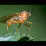 Kroužilka - samec (Empis trigramma - male), Chlumská hora