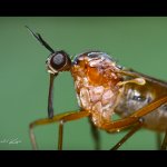 Kroužilka - samec (Empis trigramma - male), detail, Chlumská hora