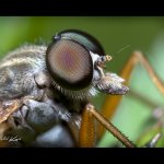 Číhalka obecná - samec (Rhagio scolopaceus - male), Hradišťany