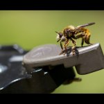 Roupec žlutý - samec (Laphria flava - male), Hradišťany