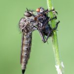 Roupec, samice / Tolmerus cf. atricapillus, female, CHKO Pálava, Klentnice, kamenný kruh