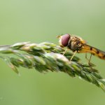 Pestřenka pruhovaná - samec (Episyrphus balteatus - male), Krkonošský národní park