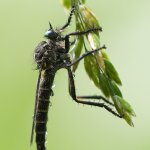 Roupec, samice / Stilpnogaster aemula, female, Krkonošský národní park