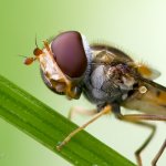 Pestřenka pruhovaná - samice (Episyrphus balteatus - female), Krkonošský národní park