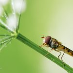 Pestřenka pruhovaná - samice (Episyrphus balteatus - female), Krkonošský národní park