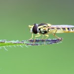 Pestřenka psaná - samice (Sphaerophoria scripta - female), Hradišťany