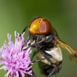 Pestřenka prosvítavá - samice (Volucella pellucens - female), Hradišťany