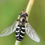 Pestřenka hrušňová - samice (Scaeva pyrastri - female), Krušné hory