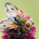 Kuklice plochá, samec / Ectophasia crassipennis, male, CHKO Blanský les, PP Provázková louka