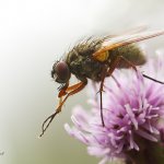 Helina impuncta, female, Chlumská hora