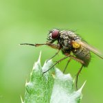 Helina impuncta, female, Chlumská hora