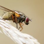 Slunilka, samice / Mydaea corni, female, Chlumská hora