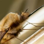 Dlouhososka velká, samec / Bombylius major, male / Greater Bee Fly, Plzeň - Radčice