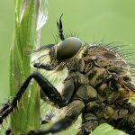 Didysmachus picipes, female, Plzeň, Radčický les