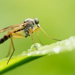 Číhalka srpicová, samec / Rhagio vitripennis, male, Krušné hory, Přírodní park Bezručovo údolí