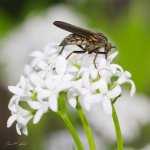 Kroužilka běžná, samice / Empis tessellata, female, Hradišťany