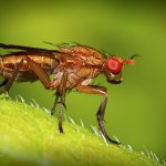 Vláhomilka - samice (Tetanocera sp. - female), Hradišťany