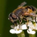 Pestřenka - samec (Eristalis pertinax - male), Hradišťany