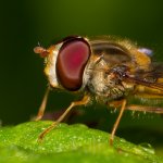 Pestřenka pruhovaná - samec (Episyrphus balteatus - male), detail, Krkonošský národní park