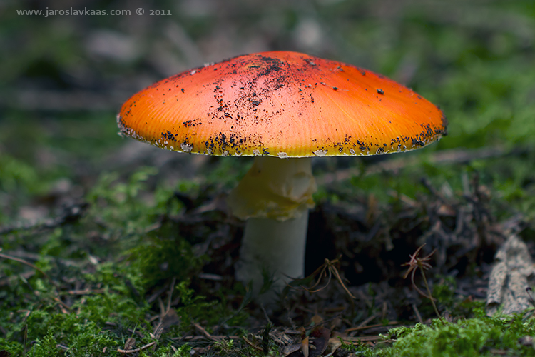 Muchomůrka červená (Amanita muscaria var. muscaria), Hradišťany