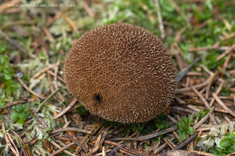 Pýchavka horská (Lycoperdon nigrescens), Hradišťany