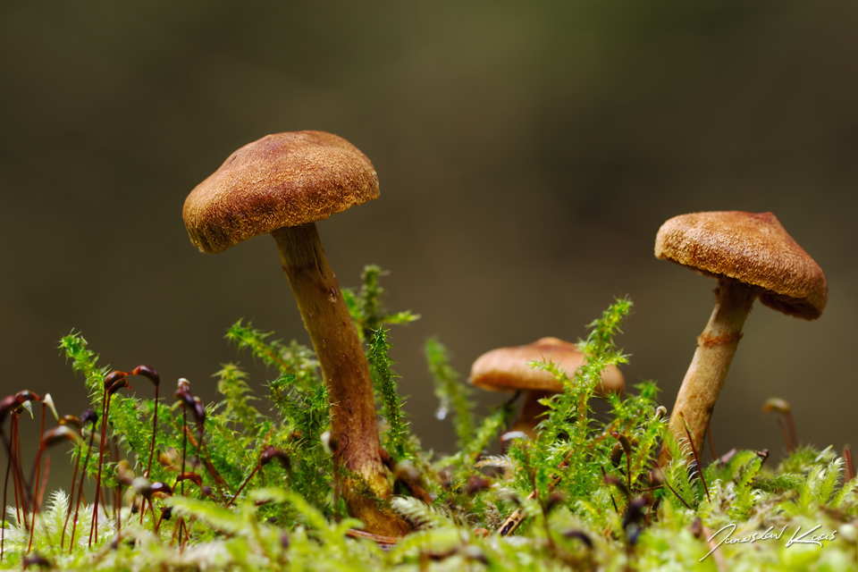 Pavučinec (Cortinarius sp.), Hradišťany