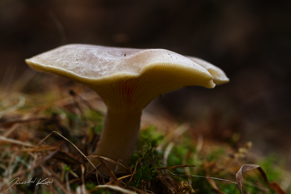 Strmělka mlženka (Clitocybe nebularis), Staňkov