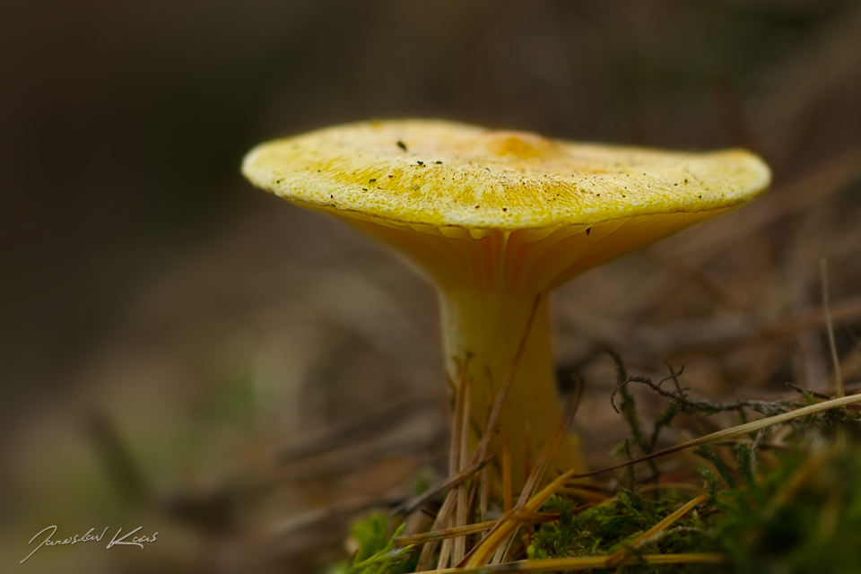 Šťavnatka modřínová (Hygrophorus lucorum), Staňkov