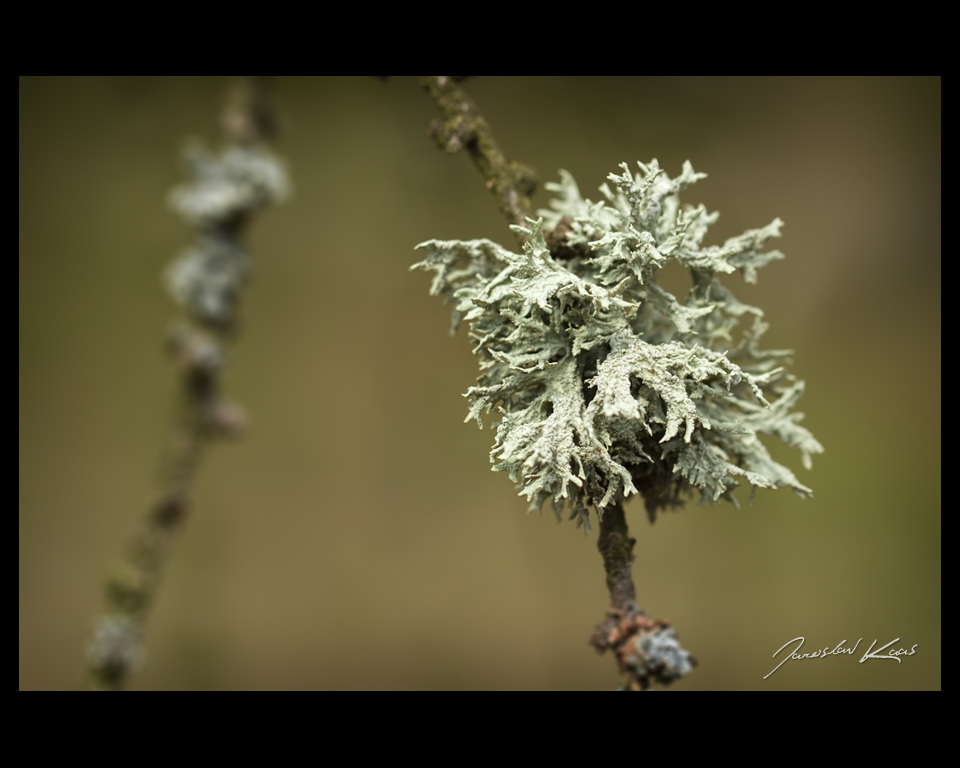 Větvičník slívový (Evernia prunastri), Chlumská hora