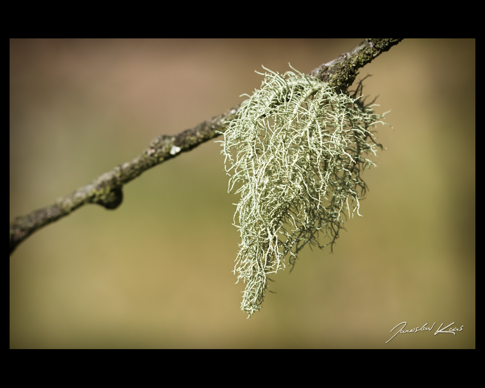 Provazovka srstnatá (Usnea hirta), Chlumská hora